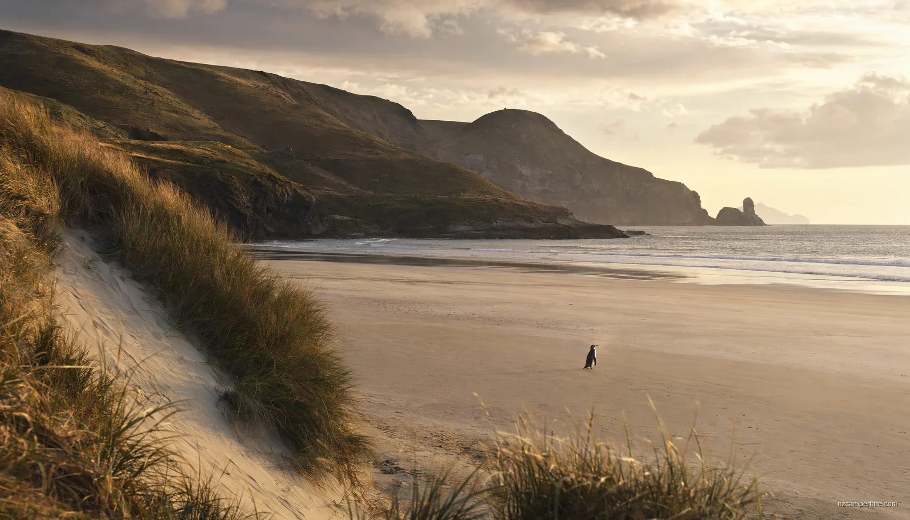 Dunedin — NZ region