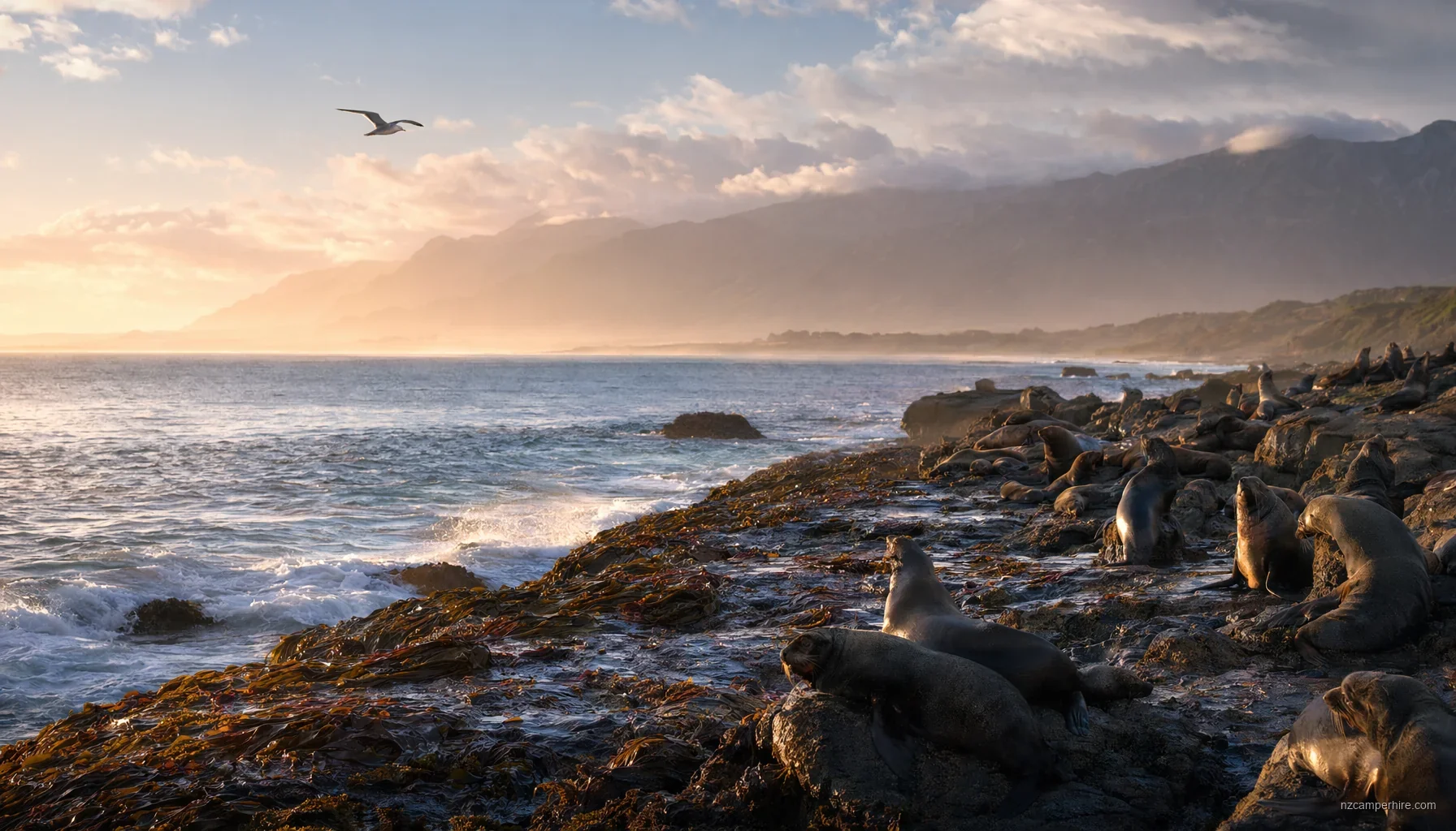 Kaikoura + Marlborough Sounds — NZ campervan route