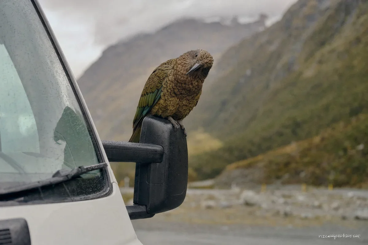 A quiet moment in Kaikoura